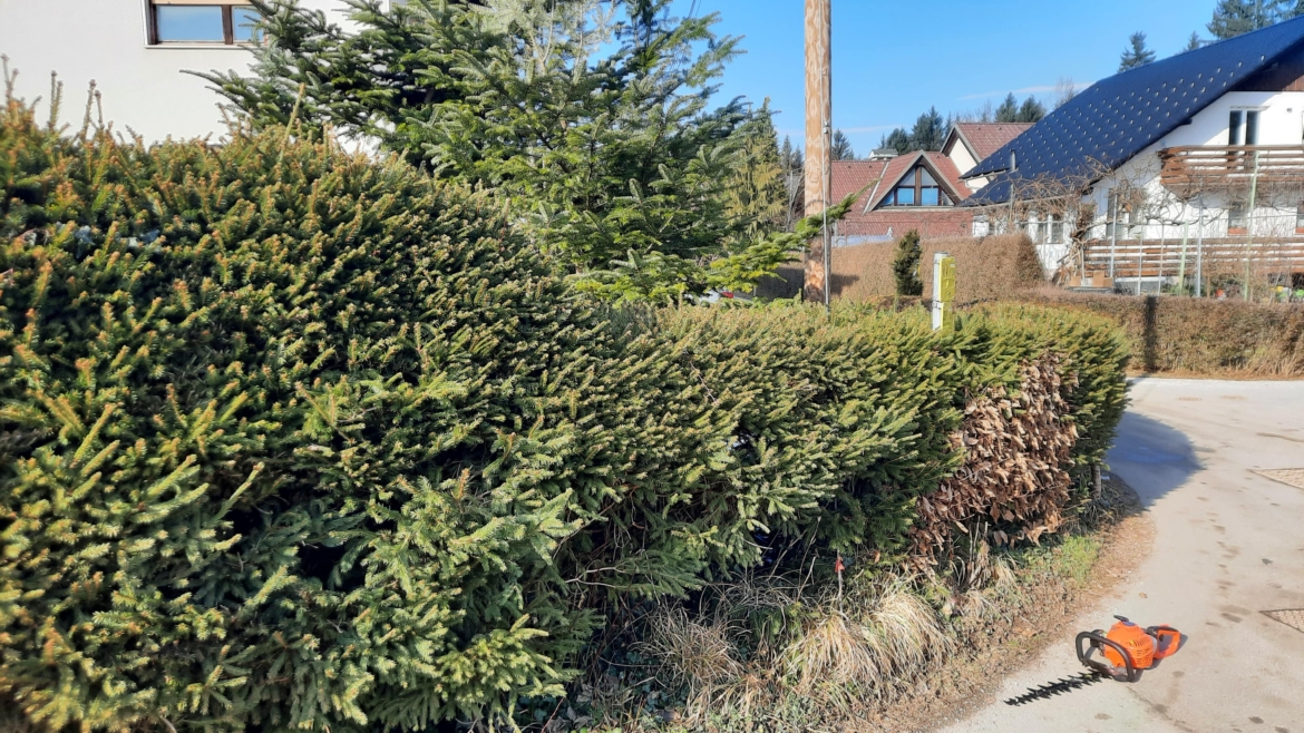 Obrezovanje žive meje