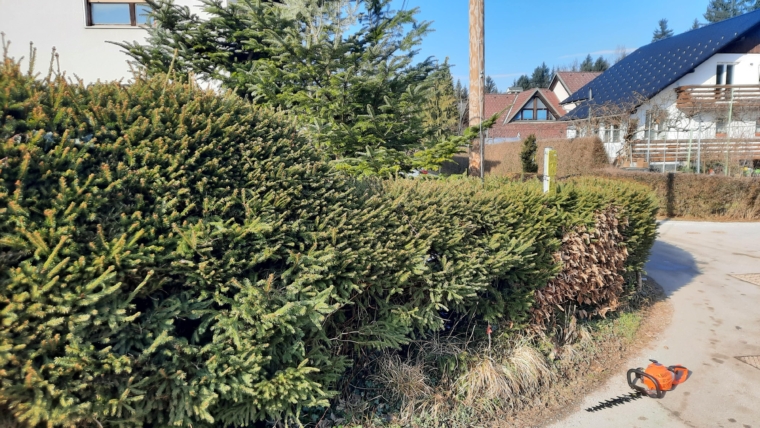 Obrezovanje žive meje